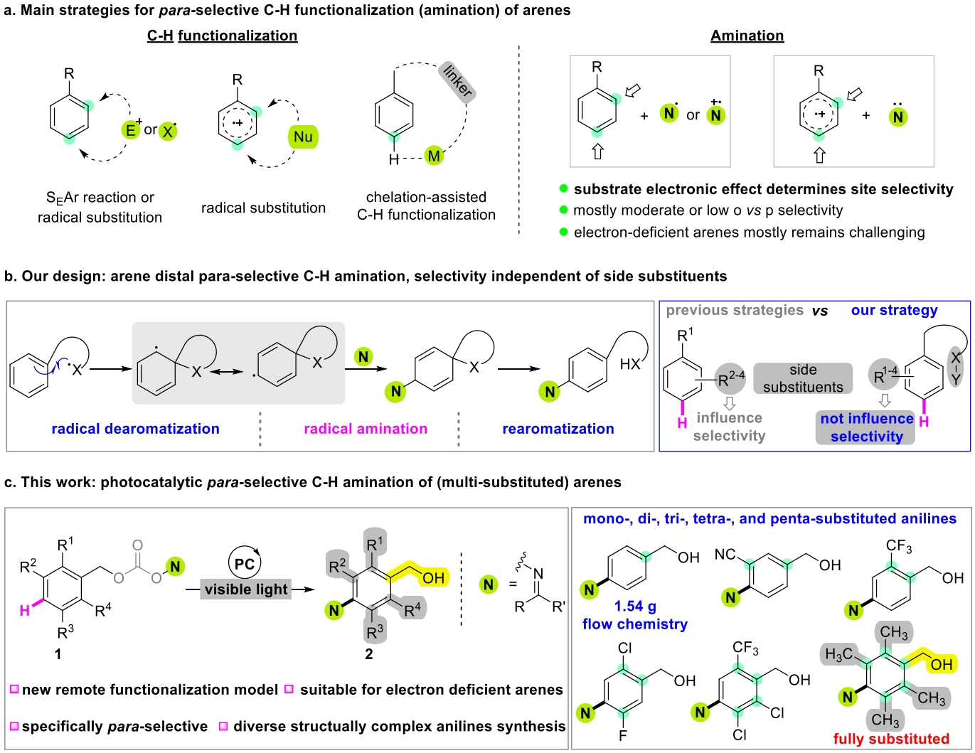 圖1. 對位選擇性C-H官能化策略設計及對位選擇性胺化反應 圖1. 對位選擇性C-H官能化策略設計及對位選擇性胺化反應