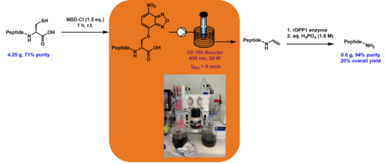肽和蛋白質的光化學功能化 肽和蛋白質的光化學功能化